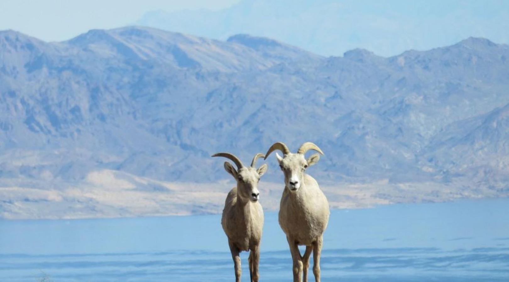 Lake Mead Inn Boulder City Bagian luar foto